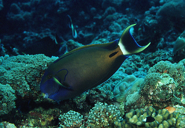 Acanthurus fowleri